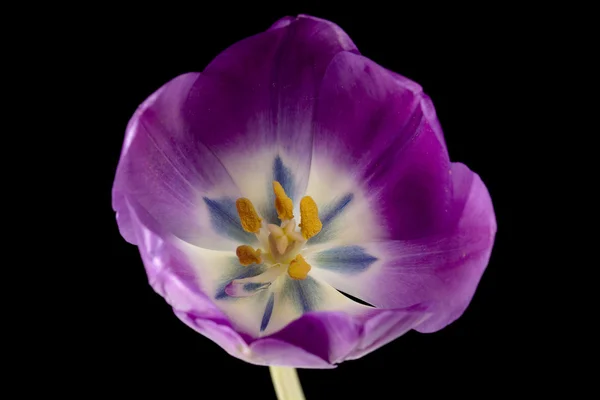 Bliska strzał tulipan różowy — Zdjęcie stockowe
