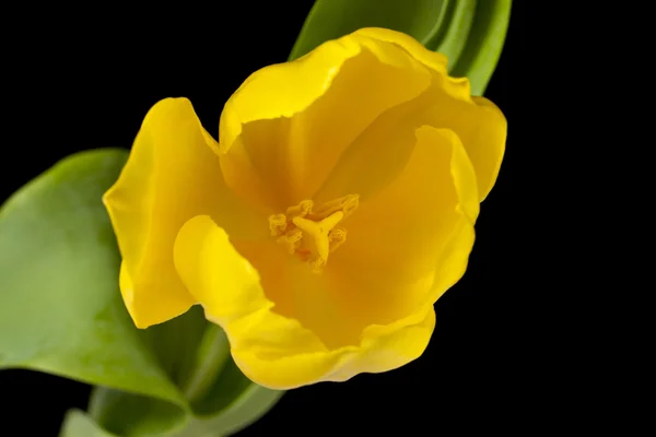 Zár megjelöl szemcsésedik-ból sárga tulipán — Stock Fotó