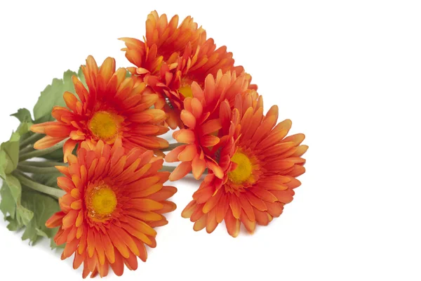 Barevné oranžová květina — Stock fotografie