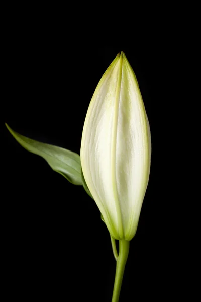 Close white tulip — Stock Photo, Image
