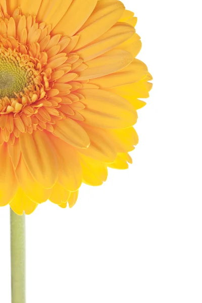 Cropped image of a yellow daisy — Stock Photo, Image