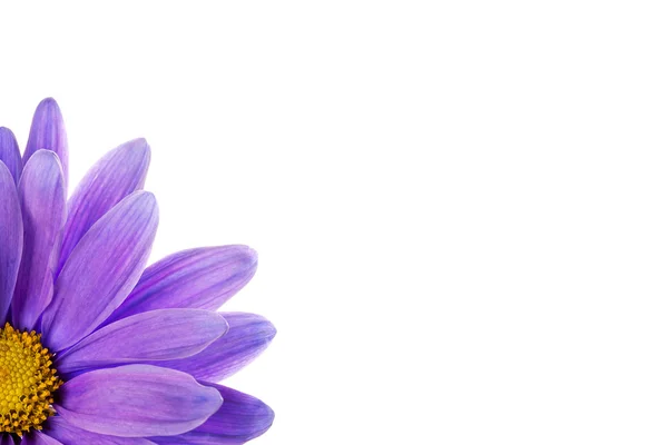 Cropped shot of a purple flower — Stock Photo, Image