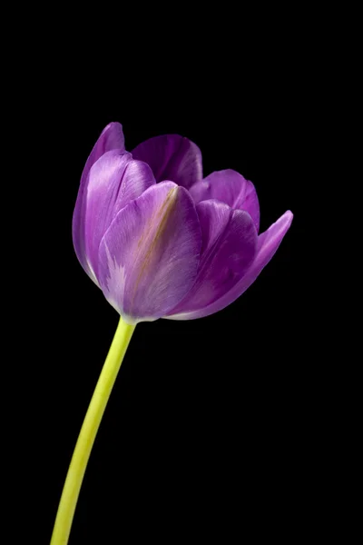 어두운 배경에 고립 핑크 꽃 — 스톡 사진
