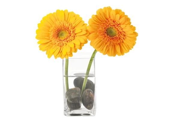 Daisy flower op een glas — Stockfoto
