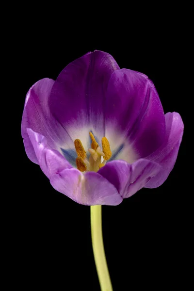Tulipan różowy kwiat — Zdjęcie stockowe