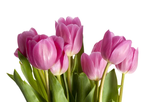 Розовые цветы тюльпана — стоковое фото