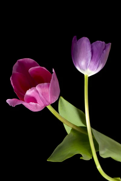Fioletowy i różowy tulipany — Zdjęcie stockowe