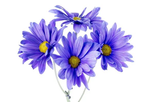 Cztery kwiaty daisy — Zdjęcie stockowe