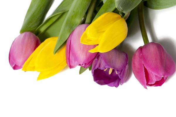Pretty colorful tulips — Stock Photo, Image