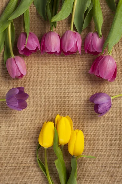 Vista de flores de tulipa amarela e rosa — Fotografia de Stock