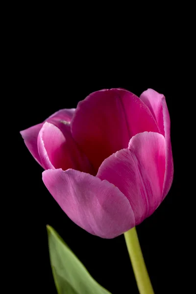 Makró egy rózsaszín virág képe — Stock Fotó