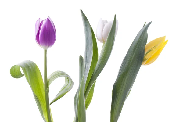 Três tulipas frescas — Fotografia de Stock