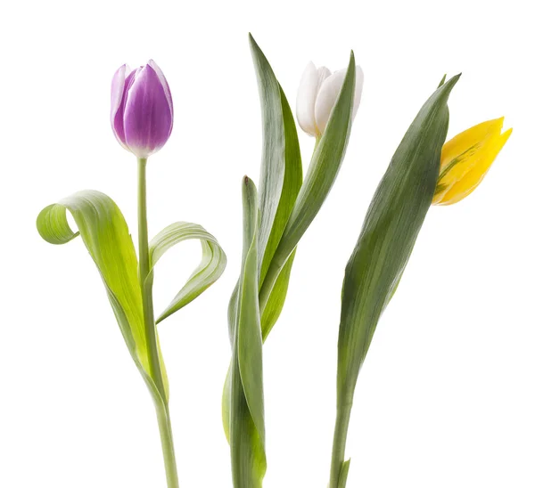 Fehér, sárga és rózsaszín tulipánok — Stock Fotó