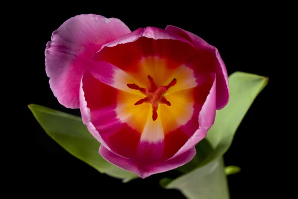 Top view image of pink tulips — Stock Photo, Image