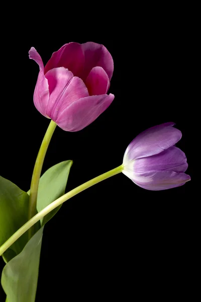 粉色和紫色郁金香 — 图库照片