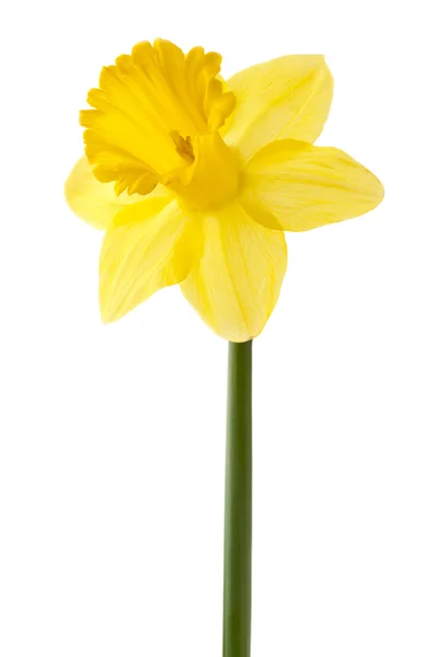 Narciso amarelo em um tronco — Fotografia de Stock