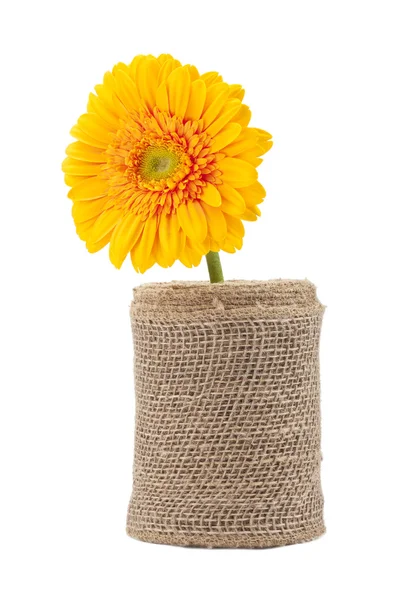 Yellow daisy on vase — Stock Photo, Image