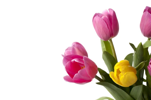 Różowe i żółte tulipany — Zdjęcie stockowe