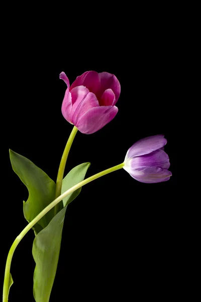 Два тюльпана в темноте — стоковое фото
