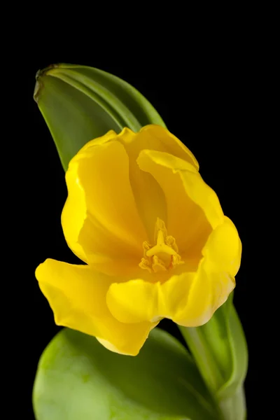Tulipa amarela contra fundo escuro — Fotografia de Stock