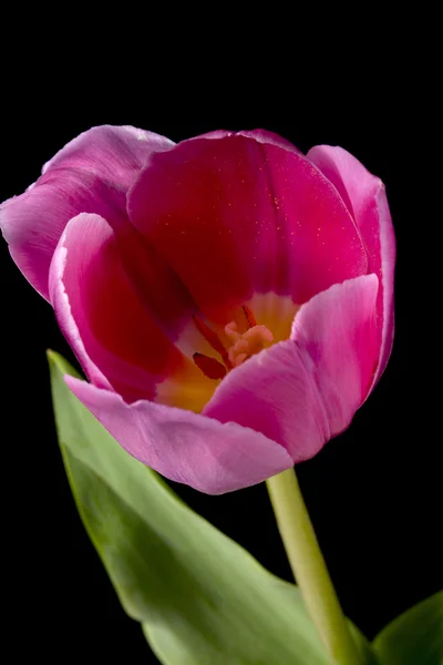 Vue de la fleur de tulipe rose — Photo