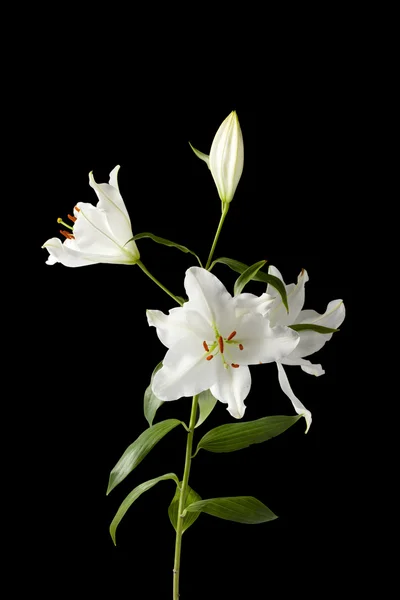 Fleur blanche sur sombre — Photo
