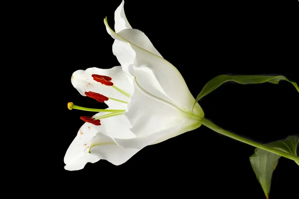 在黑暗的白色郁金香 — 图库照片
