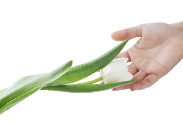 Fehér tulipánok a kezét — Stock Fotó