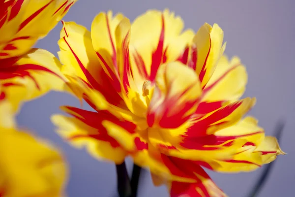 Otwarty żółty i czerwony tulipan — Zdjęcie stockowe