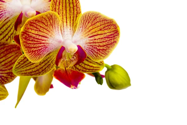 Beyaz zemin üzerinde orkide ve yeşil bud — Stok fotoğraf
