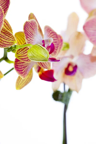 Orchid met ongeopende bud — Stockfoto