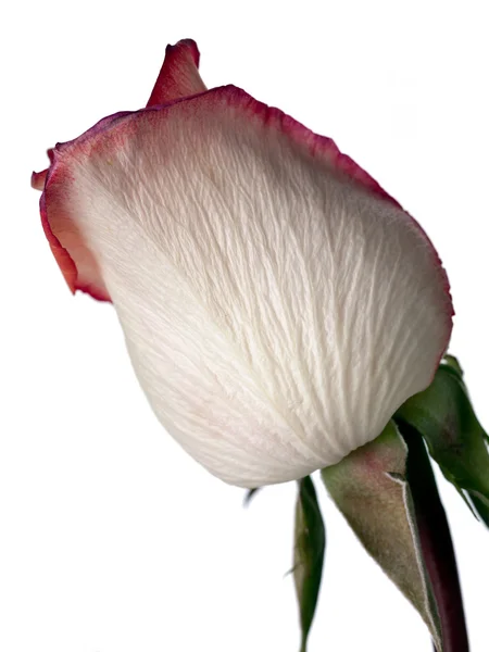 Perzik roos met een hint van roze en paars — Stockfoto