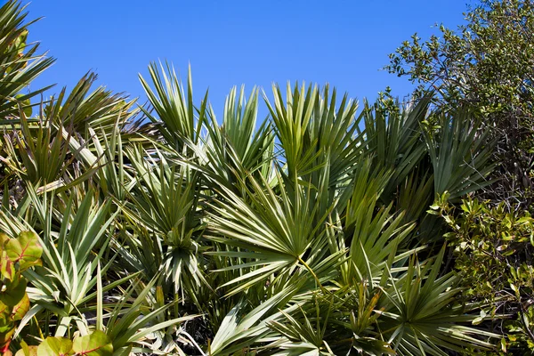 Пальмові рослини — стокове фото