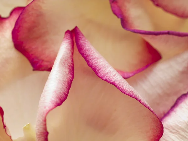 Perzik rozenblaadjes met roze en paarse randen — Stockfoto