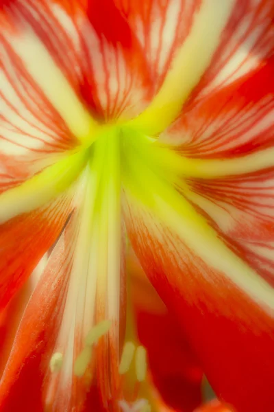 Fleur de pélargonium — Photo