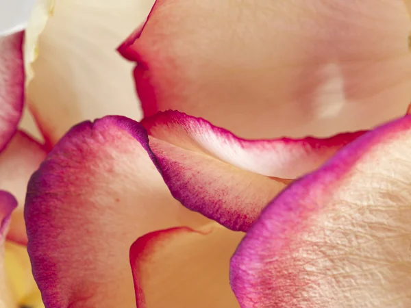 Peach rose petals with pink and purple edges — Stock Photo, Image