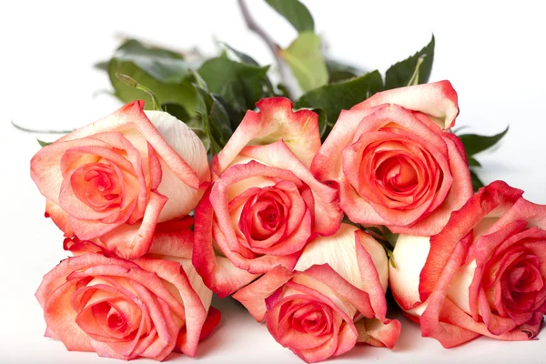 Pink rose bunch — Stock Photo, Image