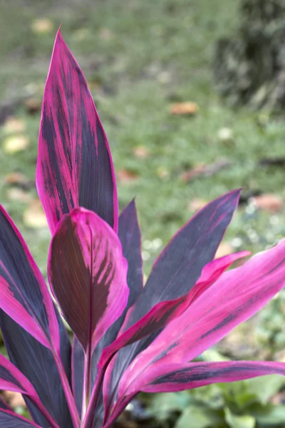 분홍색 잎 — 스톡 사진