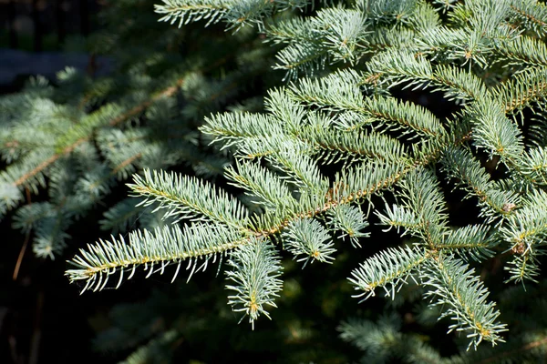 stock image Pine close up