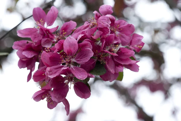 Цветы розового яблока — стоковое фото