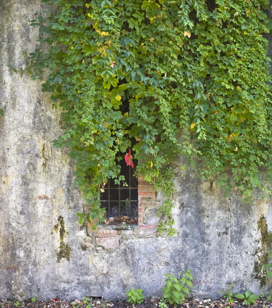 Plants on a concrete wall with open window — Stock Photo, Image