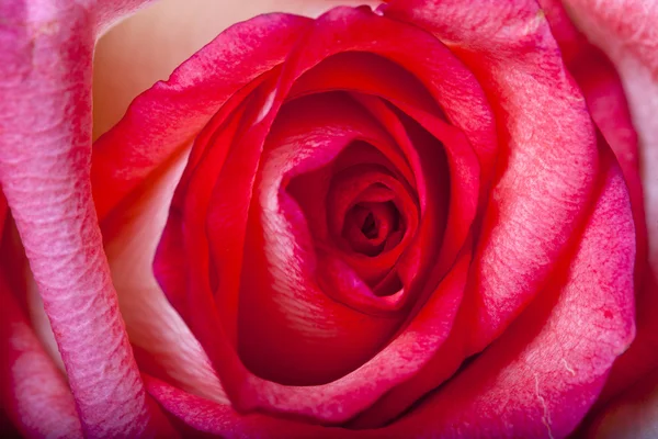 Roze roos van dichtbij — Stockfoto