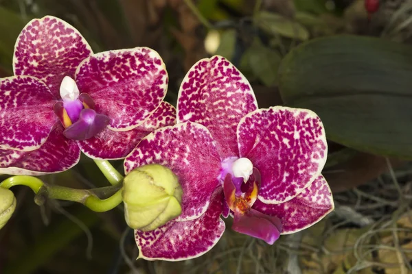 Orchidées à tache rose — Photo
