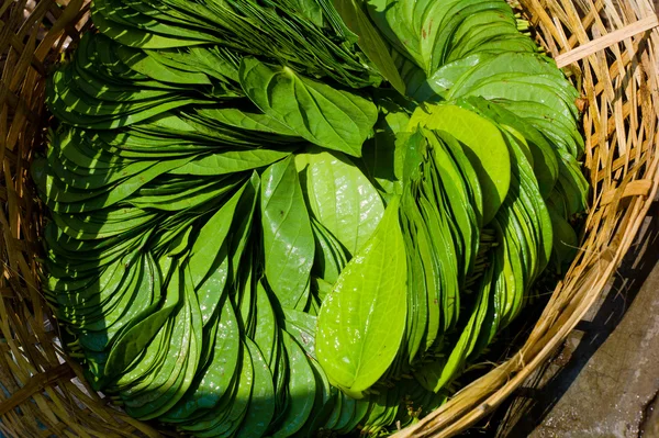 バスケットの葉植物 — ストック写真