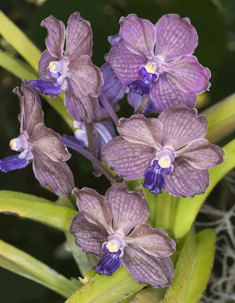 Orquídeas púrpuras — Foto de Stock