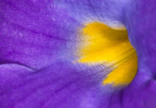 Viola e giallo — Foto Stock
