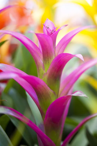 Mor tropik çiçek — Stok fotoğraf