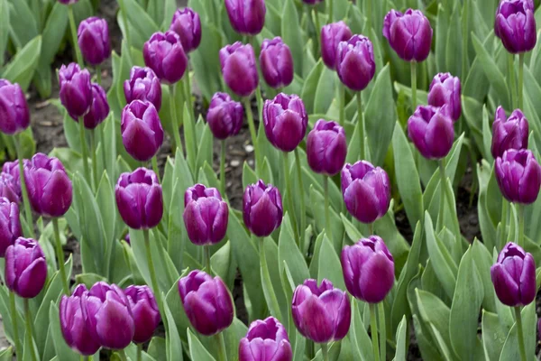 Lila tulipán kert — Stock Fotó
