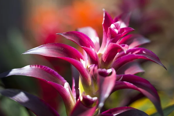 Фиолетовый цветок в солнечном свете — стоковое фото