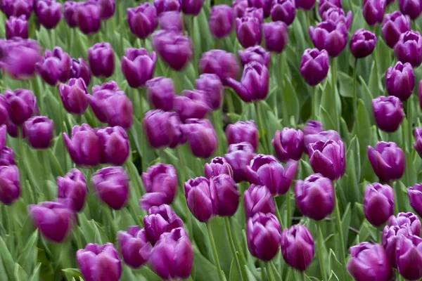 Lila tulipán fogott a szélben — Stock Fotó